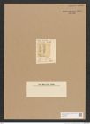 Surirella sp. (de-Toni-Nr.: Genus 53) Zeichnungen Sammlung Grunow Nr. 4851 (NHMW-BOT-W0373025)